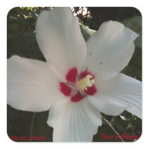 ROSA del PEGATINA SHARON