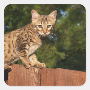 Cuadrada Savannah Cat Square Pegatina