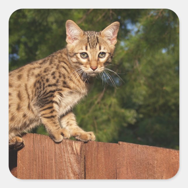 Cuadrada Savannah Cat Square Pegatina (Anverso)