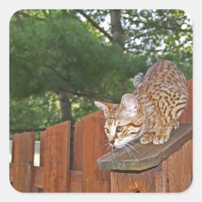 Cuadrada Savannah Cat Square Pegatina (Anverso)