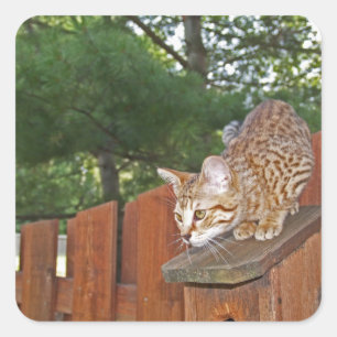 Cuadrada Savannah Cat Square Pegatina