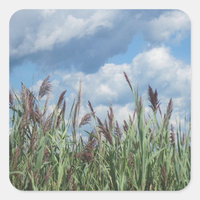 Cuadrada Seashore Marsh Pegatina (Anverso)