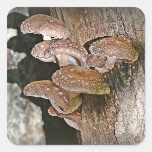 Cuadrada Shiitake Mushroom Pegatina