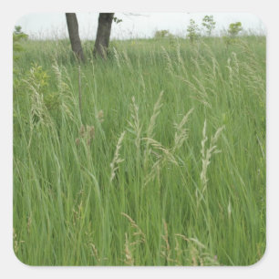 Cuadrada Summer Grass Pegatina de H.A.S. Arts