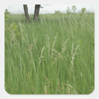 Cuadrada Summer Grass Pegatina de H.A.S. Arts