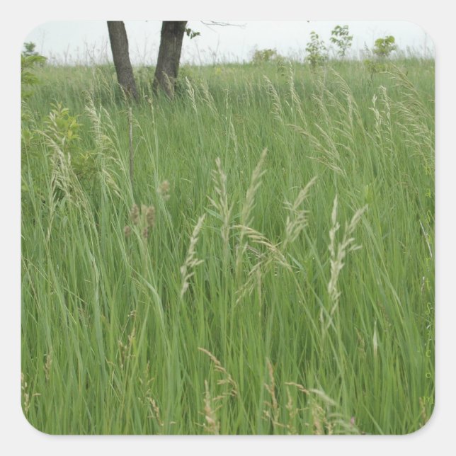 Cuadrada Summer Grass Pegatina de H.A.S. Arts (Anverso)
