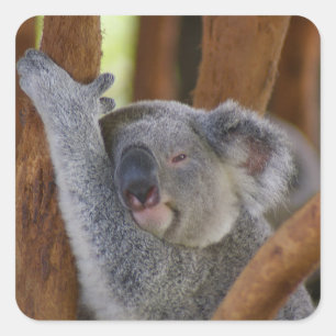 Cuadrada Tan dulce Pegatina del oso Koala