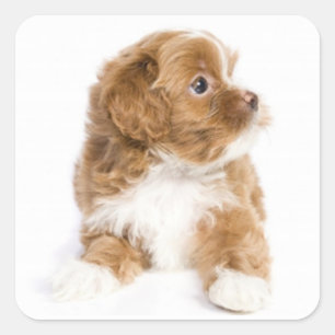 Cuadrada Tan y White Havanese Pegatina de perros copiosos