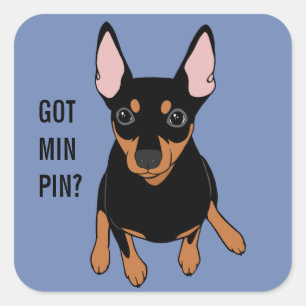 Cuadrada ¿Tienes Min Pin? Pegatina Miniature Pinscher (negr