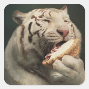 Cuadrada Tigre Blanco Amante de la Tarta - Pegatina Diverti