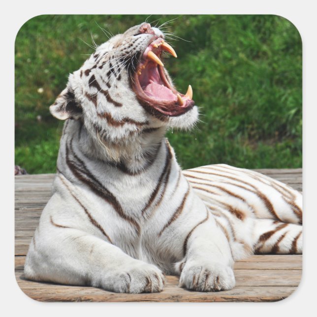 Cuadrada Tigre blanco, Pegatina de tigres bengalíes (Anverso)