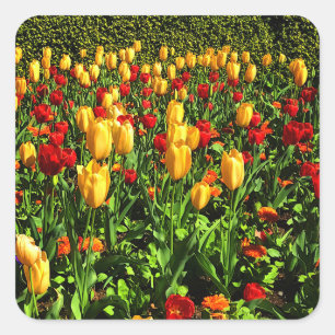 Cuadrada Tulipanes rojos y amarillos #1 Pegatina