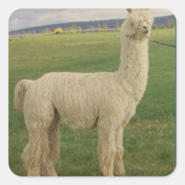 Cuadrada Va va va voom Pegatina alpaca