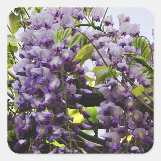 Cuadrada Wisteria Vine Pegatina (Anverso)