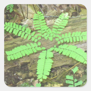Cuadrada Woodsy Fern Pegatina