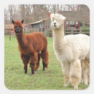 Cuadrada Wooly Alpacas ~ pegatina