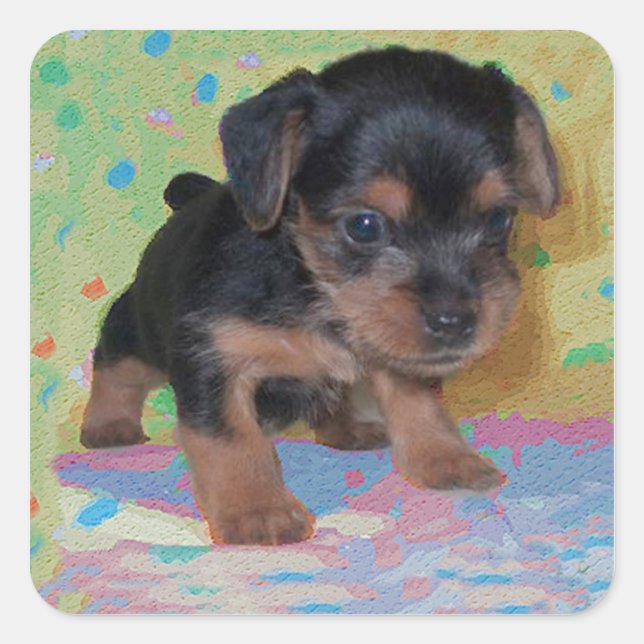 Cuadrada Yorkie Puppy Pegatina (Anverso)