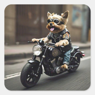 Cuadrada Yorkie Riding Motorcycle Pegatina