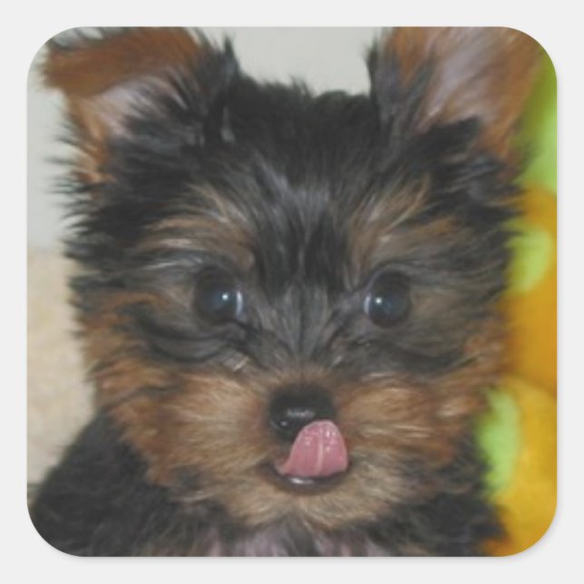 Cuadrada Zach Pup Pegatina (Anverso)