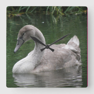 Cuadrado Cisne elegante en el reloj del agua