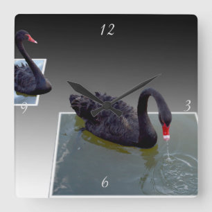 Cuadrado Cisne Negra En Estanques Dimensionales, Reloj De M
