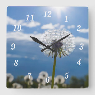 Cuadrado Dandelion En El Reloj De La Pared Ligera