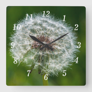 Cuadrado Dandelion En El Reloj De La Pared Ligera