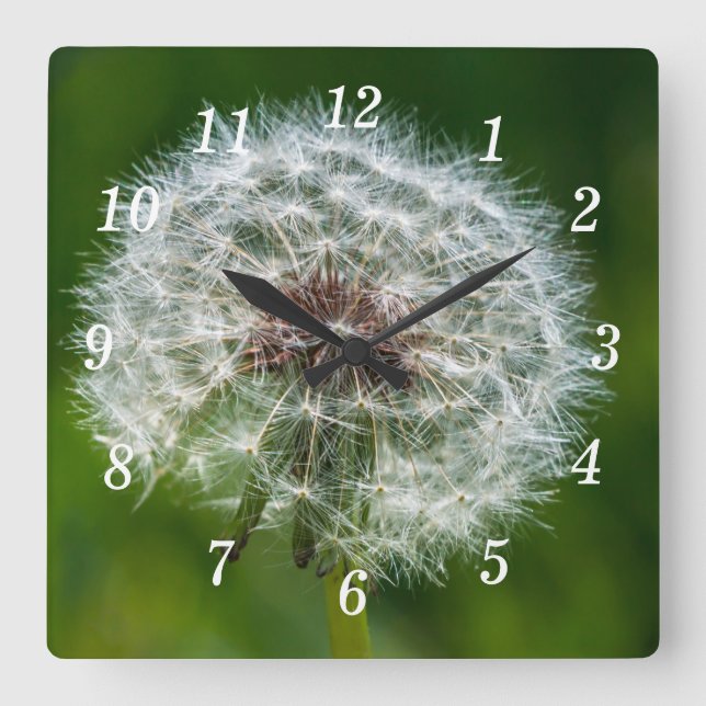 Cuadrado Dandelion En El Reloj De La Pared Ligera (Anverso)