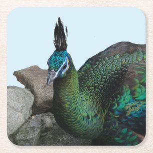 Cuadrado De Papel Peacock Indonesio Cierra Polvo. Posavasos