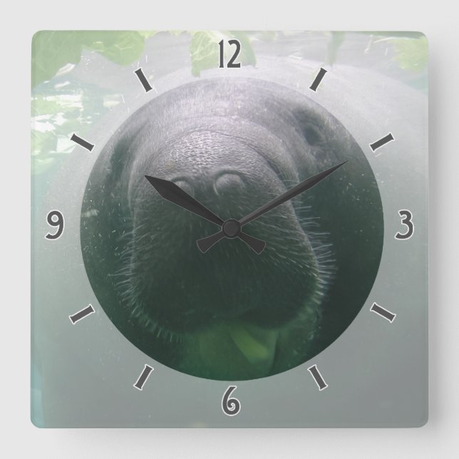 Cuadrado descuidado del reloj del Manatee (Anverso)