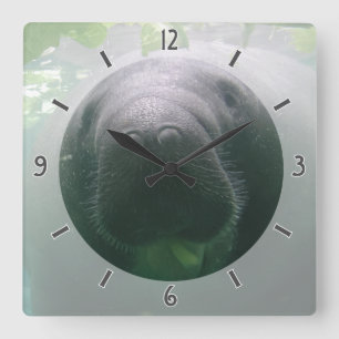 Cuadrado descuidado del reloj del Manatee