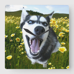 Cuadrado El divertido Husky Siberiano en el Reloj de las Fl
