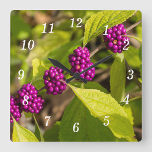 Cuadrado El reloj del muro de las beautyberry americanas