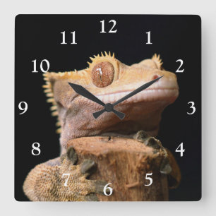 Cuadrado Gecko reposado sobre el reloj grande negro