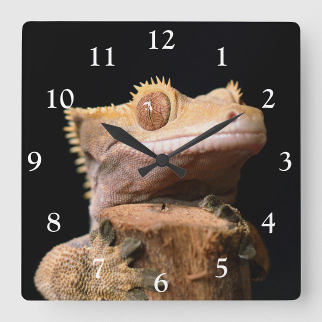 Cuadrado Gecko reposado sobre el reloj grande negro (Anverso)