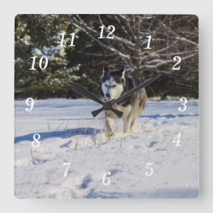 Cuadrado Husky Siberiano En El Reloj De La Muralla De Nieve