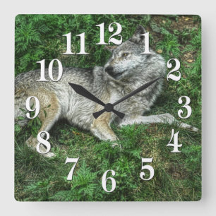 Cuadrado Lobo gris en reposo 2 Reloj de vida silvestre