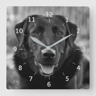 Cuadrado Mascota de fotografía de Labrador negro reloj de 