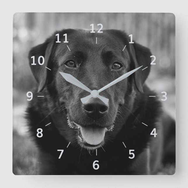 Cuadrado Mascota de fotografía de Labrador negro reloj de p (Anverso)