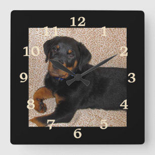 Cuadrado Perrito irresistible de Rottweiler numerado reloj