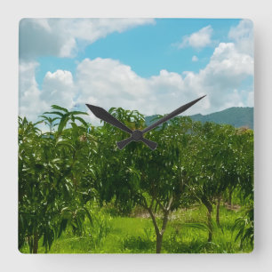 Cuadrado Plantación de Mango Dambulla Sri Lanka Reloj de Pa