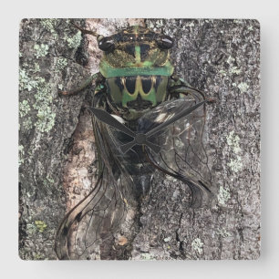 Cuadrado Reloj Cicada