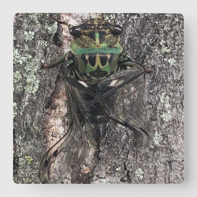 Cuadrado Reloj Cicada (Anverso)