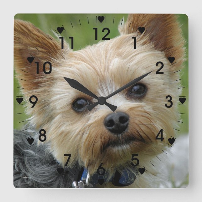 Cuadrado Reloj Cute Yorkie (Anverso)