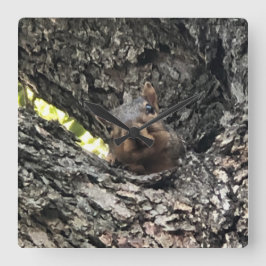 Cuadrado Reloj de ardilla