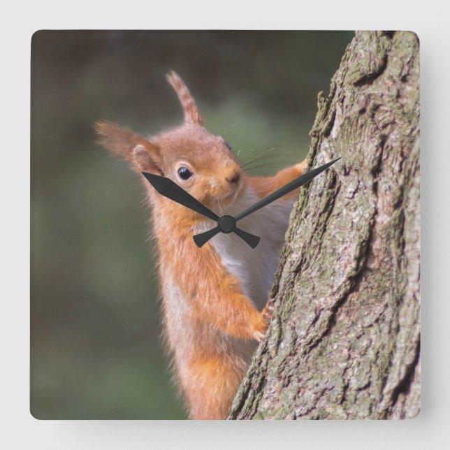 Cuadrado Reloj de ardilla (Anverso)