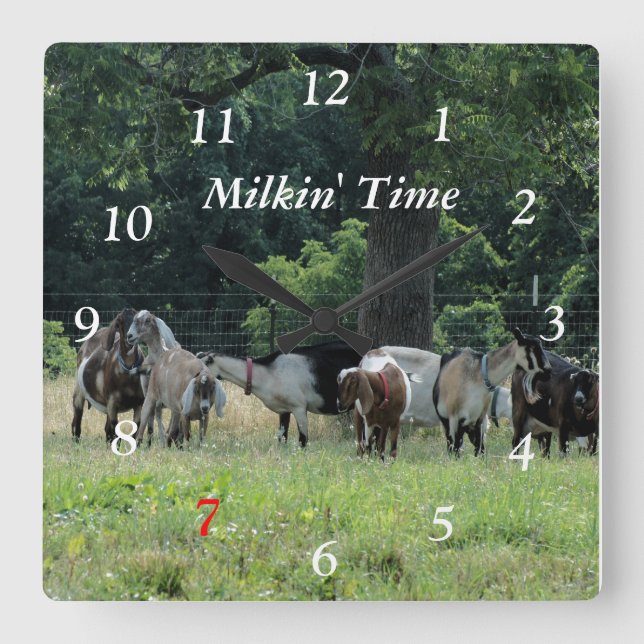 Cuadrado Reloj de cabras lecheras- tamaño elegido por el pe (Anverso)