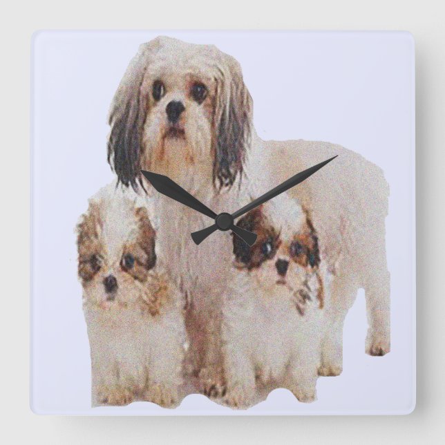 Cuadrado Reloj de cachorros Shih tsu (Anverso)