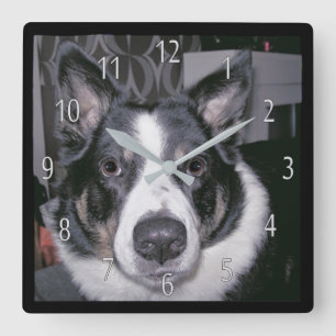 Cuadrado Reloj de encargo del perro