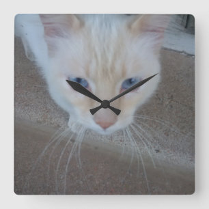 Cuadrado Reloj de gato